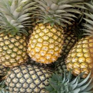  Bonne Qualité D'ananas - fruits et légumes dear potential buyers, --we have amongst other agro products,  different ananas qualities from west africa. we can supply you any quantity.--thanks.--chères partenaires, --nous vous entre autres,  de différentes qualités d'ananas à exporter depuis l'afrique de l'ouest. nous p