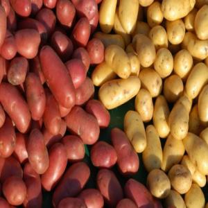  Courtier Pommes De Terre/semences Pommes De Terre - fruits et légumes courtiers français en pommes de terre,  en semences de pommes de terre et en oignons,  notre réseau de producteurs internationaux et de producteurs de plants vous permet de satisfaire vos besoins d'approvisionnements pour le marché du frais et la transformation