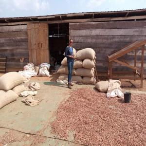  Cacao Grade 1, Disponible Cameroun - café cacao thé nous sommes un gic bas&eacute; au cameroun dans le mbam et kim et en--fonction de vos quantit&eacute; et de vos besoins nous pouvons vous satisfaire en fort tonnage de cacao de grade 1. livraison douala.----