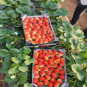  Fraises Fraîches De Maroc - fruits et légumes fraises fraîches de maroc. --pour l'export.--premium qualité. --all quantité. --air cargo longue distination. --camion pour l'europe. 