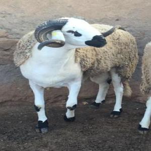  Elevage Sardi Au Maroc - animaux vivants je vis à casablanca au maroc et je compte partir en france toute en investissant dans un troupeau de mouton de race sardi la meilleur race du maroc. j'aurais donc besoin d'un associer pour diviser le coût et pour s'occuper des moutons comme je ne serais pas présent toute l'ann&ea