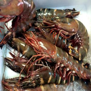  Crevettes Tigrees Sauvages - coquillage crustacé bonjour nous mettons en vente des crevettes black tiger geantes pouvant atteindre 15cm.--nous livrons partout en europe et en asie et de grosses quantitès--prix 40€ le kilogramme--- 40€--- fret maritime --- 5 tonnes 