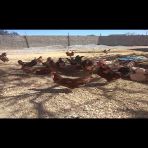  Poulet Fayoumi Égyptienne Et Rhode Island - animaux vivants vente poules et coqs race pure rhode island américaine et fayoumi égyptienne--disponible a monastir tunisie poussin 1mois 2mois poulet 3mois et plus