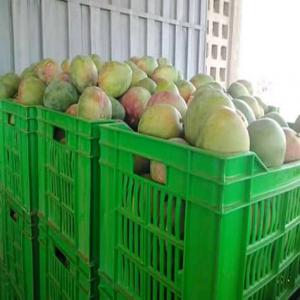  Mangue Kent - fruits et légumes nous sommes une societe basée en france et en cote d'ivoire , nous vous  proposons des mangues de qualité type kent de calibre tous calibres  avec tous les certificats d'expéditions et qualitatifs global / ecocert pour le bio nos mangues  elles répondent aux normes  en ter
