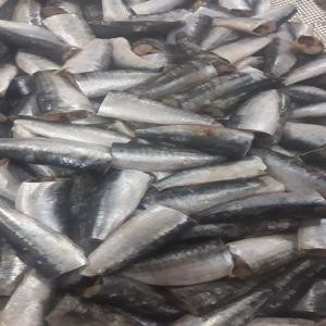  Les Sardines - poissons  nous somme une soci&egrave;t&eacute; op&eacute;rant dans le domaine de cong&eacute;lation des produits de la mer ,   la sardine,  et  avec les technique suivant - sardine enti&eacute;re congel&eacute; sardines etete congel&eacute;.--tr&egrave;s bonne qualit&eacute;,  tr&egrave;s bon service,  tr&egrave