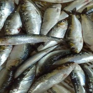  Les Sardines Congelées - poissons nous offrons des sardines origine maroc de bonne qualit&eacute; et un prix raisonnable .--pour toute commande de fruits-l&eacute;gumes et poissons nous sommes a votre disposition .--we offer organic sardines from morocco of good quality and at a reasonable price.--for any order of fruit-vegetables a