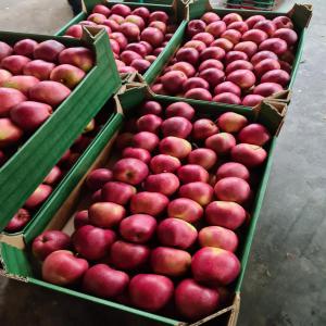  Pommes De Pologne - fruits et légumes pommes differentes vari&eacute;t&eacute;s livr&eacute;es par camion origine pays de l'est belle qualit&eacute; camion de 19500kgs box de 13kgs 