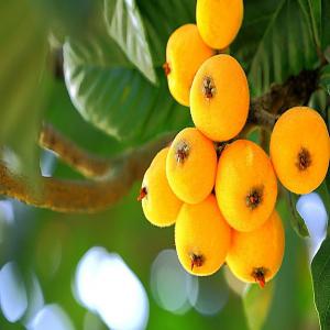  Pistachier Plantes - horticulture plante biocarburant je cherche des plants de pistachier mals et femels ainsi que ceix de kaki a planter au sud est de maroc (maroc). 