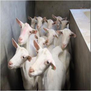  We Supply Saneen Beeetal Alpine Goats - live animals we supply saneen, anglo nubian,  alpine, jamunapari, beetal, barbari,  sirohi,  toggenberg,  , boar goats, hoffer, nigeria dwarf goat pedigree,  (registered) with age--between 6 months to 5 years old. regularly vaccinated,  wormed and feet trimmed. all depends on quantity and availability.--weight-  50 kg - 150k