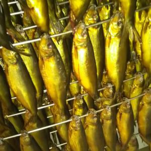  Herring Fumé ,graymullet Salé,sardine Salé - poissons on cherche des clients pour vente herring fume graymollet, sardine sale de notre usine  sheta import export seafood  pour avoir plus d information veuillez nous contacter