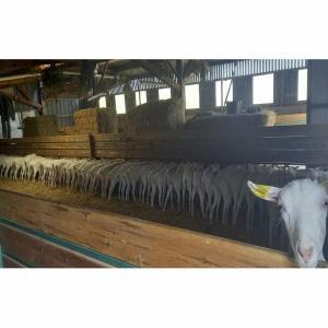  Vendre 100 Chevrettes Saanen - animaux vivants &agrave; vendre 100 chevrettes saanen,  n&eacute;es en octobre 2020 du meme naisseur. vaccin&eacute;es. 1100 litres/an--d&eacute;partement vend&eacute;e.