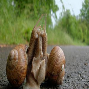  Snail Heliciculture Farming - live animals we sell and breed 'helix aspersa muller' escargot . our snails enjoy a perfect moist habitat located 950 meters above sea level in mount lebanon.we offer as well terrain to heliciculture for snail breeding companies. 