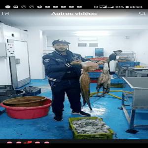  Vendre Pieuvre Gelée - poissons vendre et acheter des poulpes et tous les poissons gelés blancs de gros pour ceux qui l'intéressent pour moi et merci 