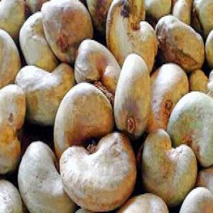  Amandes De Cajou - matières grasses s&eacute;lectionn&eacute;es aupr&egrave;s de producteurs,  s inscrivant dans une d&eacute;marche agro &eacute;cologique et de d&eacute;veloppement durable,  nous transformons nos noix en amandes de qualit&eacute; pr&eacute;mium. nos produits sont fabriqu&eacute;s dans le strict respect des normes hacc