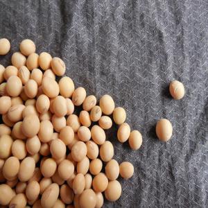  Vente Soja Bio Du Bénin - autres représentant  la société  a cotonou depuis beaucoup d'années nous vendons 1000 tonnes de soja bio du bénin et vous remercions de nous faire savoir au plus vite votre  intéret svp meilleures salutations
