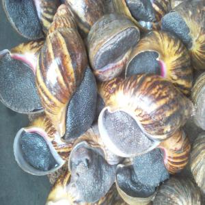  L'écoulement De La Bave D'escargot Import Export - coquillage crustacé je suis héliciculteur professionnel ayant créé déjà mon entreprise en recherche de clients pour la commercialisation de la bave d'escargot