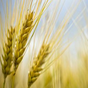  Grande Quantité De Blé Tendre De Qualité - céréales nous recherchons des acheteurs pour 12 hectares de blé tendre,  a vendre dans la région de meknès/el hajeb.--------