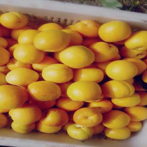  Abricots Frais D'excellente Qualité - fruits et légumes au bout des montagnes du moyen atlas,  au cœur de la riche région de midelt,  nous disposons des champs d'arbres fruitiers diversifiés (pommes,  peches,  abricots, ...),  nous sommes en phase de préparation de la saison d'abricots,  du ce fait,  nous sommes pret à recevoir 
