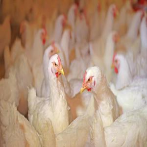  Vente De Poulets De Chair Yaounde - animaux vivants commander vos poulets--le poids de nos poulets de plus de 58 jours est de + de 2, 5 kg et le prix net est de 5500 fcfa. --nous sommes ouvert du lundi au dimanche de 09h à 19h à nkolanga yaoundé.