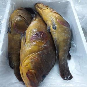  Poissons Tous Genres - poissons fatige business services vous propose des poissons tous genres en grande quantité sèche et congelés.--possibilité de d'exporter partout dans le monde.