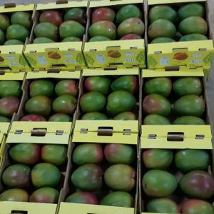  Mangue Du Burkina Faso - fruits et légumes bonjour !--nous sommes une structure bas&eacute;e &agrave; bobo-dioulasso/burkina faso. --nous sommes &agrave; la recherche de clients int&eacute;ress&eacute;s par les mangues fra&icirc;ches du burkina faso. nous avons la possibilit&eacute; d'exporter par avion et la route vers le maghreb,  l'europe 