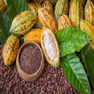  20 Tonnes De Cacao Fournir - café cacao thé nous avons des tonnes de cacao à fournir à toutes sociétés qui serait intéressé pour une livraison. nous sommes prets pour fournir à prix négociable