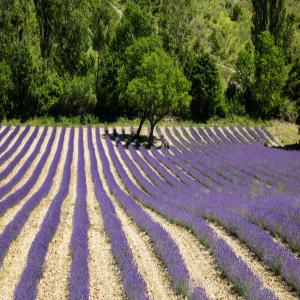  Lavender Oil - olis small company from bulgaria is looking to sell two different varieties of pure lavender oil 938kg / 452kg /.  linalyl acetat - 25.04% / 28.84%,  linalool - 39.16% / 31.24%,  lavandulol acetat - 2.83% / 2.92%. we have full gas chromatography and samples for each variety. price  45€/kg - 47€/kg.