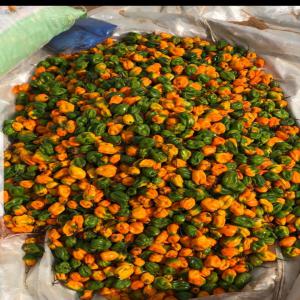  Fournisseur De Piment - fruits et légumes bonjour on est fournisseur de fruits et légumes origine sénégal qui répondent parfaitement aux normes internationales. n'hésitez pas à pendre contact avec nous pour plus d'infos cordialement. 