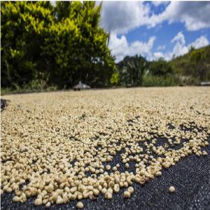  Colombian Specialty Coffee - coffee cocoa tea colombian coffee is renowned around the world for its quality and delicious taste. we offer you a variety of specialty coffee of the best quality in cannete. we have 6 differents varieties colombia natural,  castillo,  sl28,  tabi,  vari&eacute;t&eacute;s colombiennes et bourbon rose.