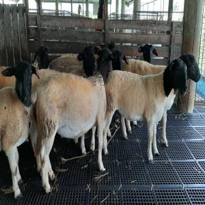  Chèvres Boer Moutons Vivants Bovins Agneaux Chèvr - animaux vivants moutons vivants sains,  agneaux vivants et chèvres vivantes,  et bovins (bouvillons et vaches),  veaux (jeunes),  buffles vivants,  chameaux vivants disponibles----moutons,  agneaux,  chèvres et bovins vivants de qualité supérieure (bouvillons,  vaches et veaux).----nous pouvons 