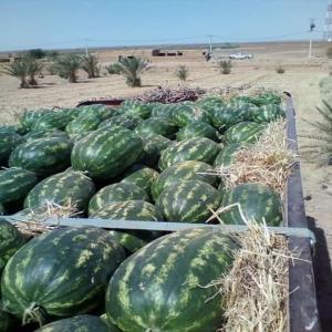  Pastèque De Zagora - fruits et légumes je met a votre disposition le pastèque de zagora avec un rapport prix qualité très attirent.--pour plus d'information n'hésiter pas de nous contacter.