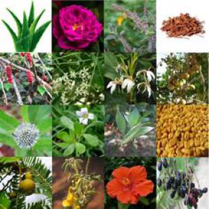  Huile Végétale, Graine, Et Poudre - autres je recherche un fournisseur d'huile végétale en gros coco, ricin, olive, moutarde,  lavande, nigelle(cumin noir), menthe poivrée,  avocat,  --je veux aussi la glycérine végétale en gros --miel en gros--je recherche les graine de chébé,  fenugrec, cumin  