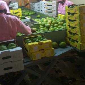  Mangue Kent Du Burkina Faso - fruits et légumes bonjour !--nous sommes une structure bas&eacute;e &agrave; bobo-dioulasso/burkina faso.--nous sommes &agrave; la recherche de clients int&eacute;ress&eacute;s par les mangues fra&icirc;ches (vari&eacute;t&eacute; kent) du burkina faso. nous avons la possibilit&eacute; d'exporter par avion et par voi