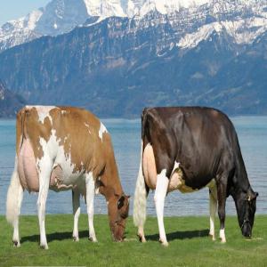  Exportation Des Génisses Et Veaux D'engraissement - animaux vivants bonjour, ----nous sommes un grand fournisseur français avec une filiére au maroc .--on fait l'exportation et vente des génisses pleines des race laitiéres .--holstein-montbeliarde-fleckvieh simmental-brune suisse-normandie...--d'une trés bonne qualité et gran
