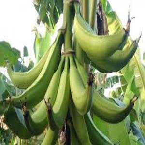  Des Bananes Plantains Et Des Ananas - starchy nous disposons des bananes plantains naturelle bien frais non transformés et des ananas en grande quantité que vous pouvez vous procurer à un bon prix. la livraison est de toute sécurité. nous produisons aussi le piments,  tomates..ect
