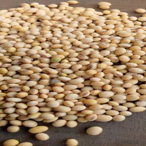  Soja Végétale Disponible - céréales nous mettons &agrave; votre disposition du soja v&eacute;g&eacute;tale provenant du cameroun en tr&egrave;s grande quantit&eacute; ( 5000t) merci de nous contacter si vous etes int&eacute;ress&eacute;.