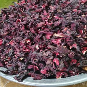 FLEUR D'HIBISCUS (BISSAP) À VENDRE EN GROS  - fruits secs et graines grillées fleur d'hibiscus récolté en 2020 --origine burkina faso,  variété karkadé --disponible de suite à partir du togo --en vrac --sac de 50kg ou plus --