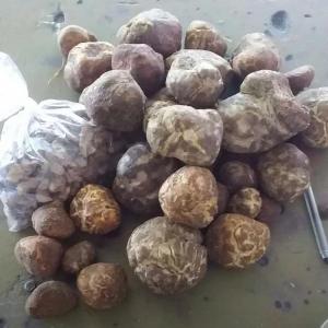  Truffles And Beans -  advertising new products good african truffles,  black and white. we also supply africa dry beans that one can cook and eat like that or add some spice to make soup. 