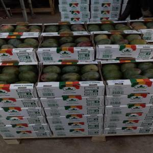  Fournisseur De Mangue Kent Sénégal - fruits et légumes nous sommes une entreprise fournisseur de mangue kent d'excellente qualité à des prix compétitifs. on exporte partout dans des tres bonnes conditions. cordialement 
