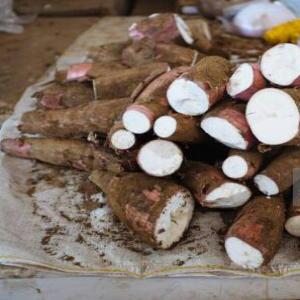  Du Taro Et Patate Douce! - féculents entreprise b&eacute;ninoise qui vend et valorise les produits agricoles locaux et bio surtout la vente des f&eacute;culents comme le taro,  la patate douce et du manioc bio.