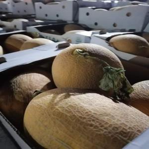  Melon De L'algérie - fruits et légumes bonjour --si vous etes intéressé on peut vous ofrire des melon vert et jaune de très bonne qualité frais la récolte du jours avec un conditionnement très propre et un prix raisonnable et soyez sûre que la qualité est garantie--nos fruit sont de 