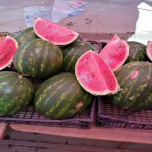  Fresh Zagora Watermelon - fruits and vegetables hello--of the oasis of biskra algeria--we can offer you very good quality zagora watermelon fresh from the harvest of the day with a very reasonable price--quality is guaranteed--we have a representative in france if you are interested--other fruits and vegetables are available such as green and yel