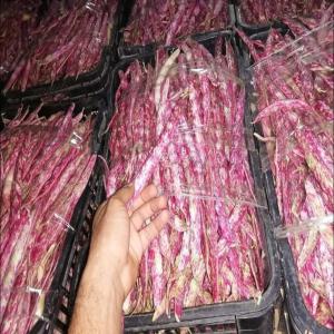  Reine Des Haricots - fruits et légumes bonjour--si vous etes intéressé on peut vous ofrire reine des haricots de très bonne qualité frais la récolte du jours avec un conditionnement très propre et un prix raisonnable et soyez sûre que la qualité est garantie-- de sud de l'algé
