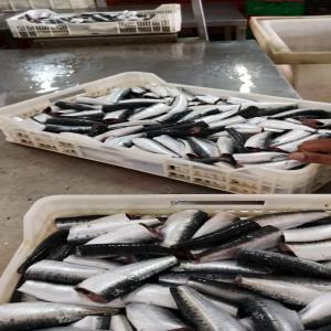  Fish Exporter - fish we are a company specialized in exporting fish,  we offer a wide selection of products such as whole frozen sardine,  iqf, hgt ,  whole frozen mackerel (all sizes),  horse mackerel,  bonito,  also canned sardine and mackerel and all seafood.--we ship our products worldwide.--we guarantee you quality produc