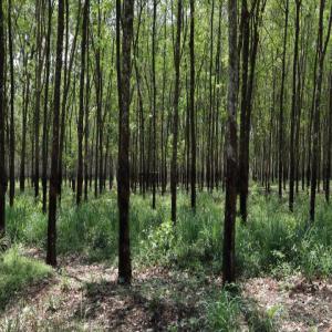  Besoin De Bois D'hévéa Pour Achat - bois charbon fibre bonjour nous recherchons du bois d'hévéa pour achat peu importe la superficie. veuillez nous contacter rapidement. --merci