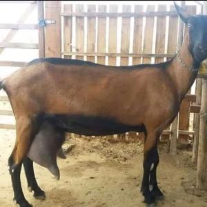  Je Cherche Un Exportateur De Chèvre - animaux vivants je cherche un exportateur de chèvre ouvre exporter vers mon pays 30 chèvre litière et 3 bouc race alpine --pour plus d'informations veuillez me contacter par --merci beaucoup