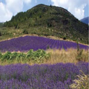  Lavande Bleu - horticulture plante biocarburant je vends du lavande bleu.100 % bio et naturelle . cet lavande de qualité exceptionnelle. livraison partout dans le monde. --prix 65 /kg. minimum commande 1000kg ----l emplacement maroc --- lavandin d oulmès--  --dénomination--appellation en français- lavandin --appellatio