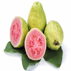  Purée De Goyave Chair Rosée Bio Et Non Bio. - fruits et légumes entreprise situé à madagascar offre de purée de goyave à chair rosée bio et non bio 100% naturels sans additifs ni colorants.--certifiés fairtrade,  halal,  sgs et klbd et en cours de certification iso 22 000, 
