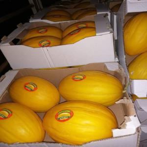  Algérien Melon De Haute Qualité - fruits et légumes bonjour--si vous etes intéressé on peut vous ofrire des melon vert et jaune de très bonne qualité frais la récolte du jours avec un conditionnement très propre et un prix raisonnable et soyez sûre que la qualité est garantie--nos fruit sont de s