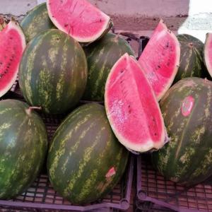  Algérien Pastèque Zagora De Haute Qualité - fruits et légumes algérien pastèque zagora de haute qualité bonjour--de l oasis de biskra algérie--on peut vous ofrire du pastèque zagora de très bonne qualité frais la récolte du jours avec un prix très raisonnable--la qualité est garantie--on a u